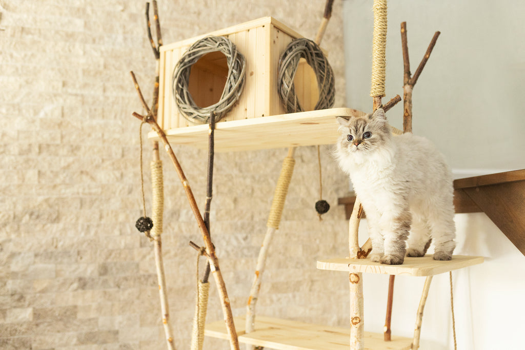 Arbre à chat - Arbres à chat fabriqués au Québec – Arbrasha