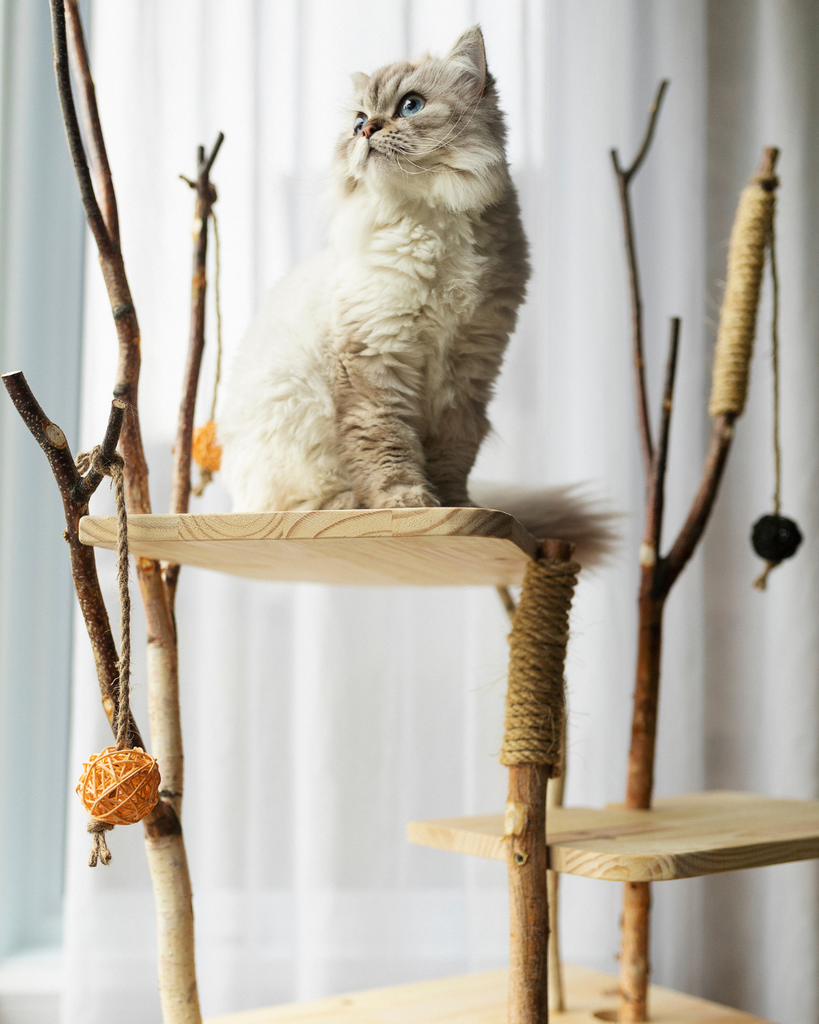 arbre à chat avec griffoir